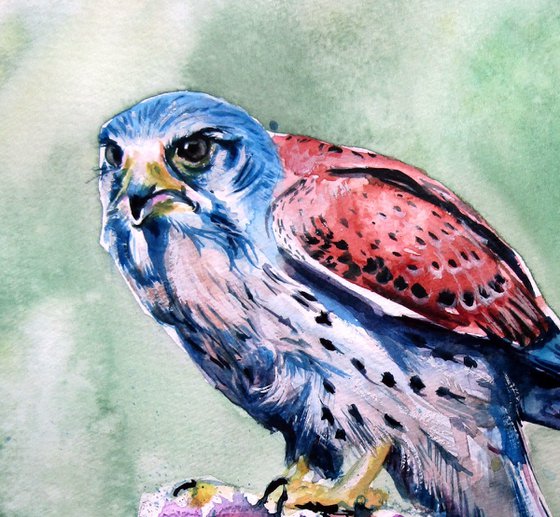 Kestrel