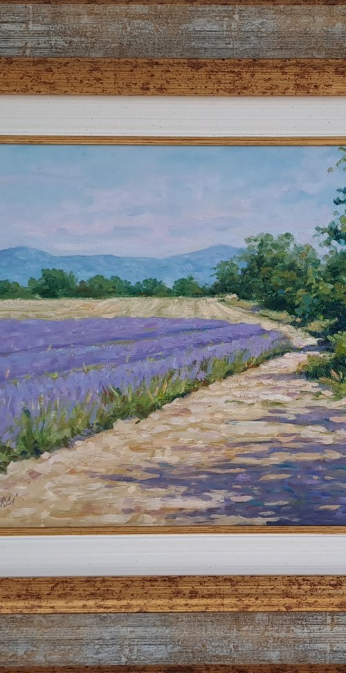 Lavander fields in Provence by Claudio Ciardi