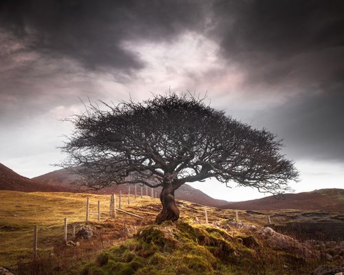 The One Tree, Isle of Skye by Lynne Douglas