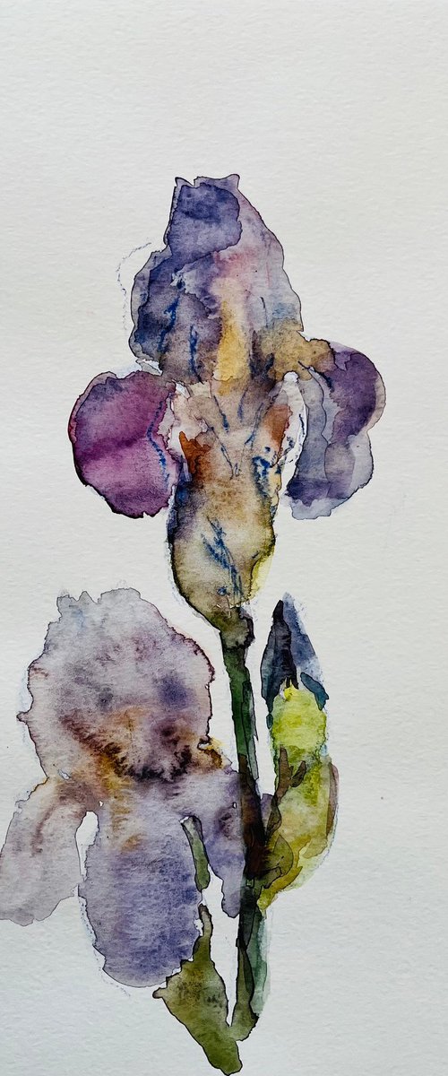 Iris. Original watercolour painting. by Elena Klyan