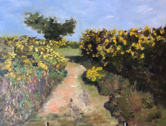 In amongst the Gorse