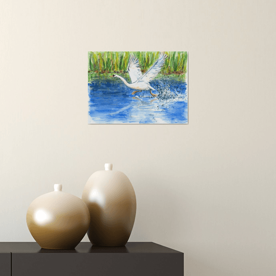 Swan running on water