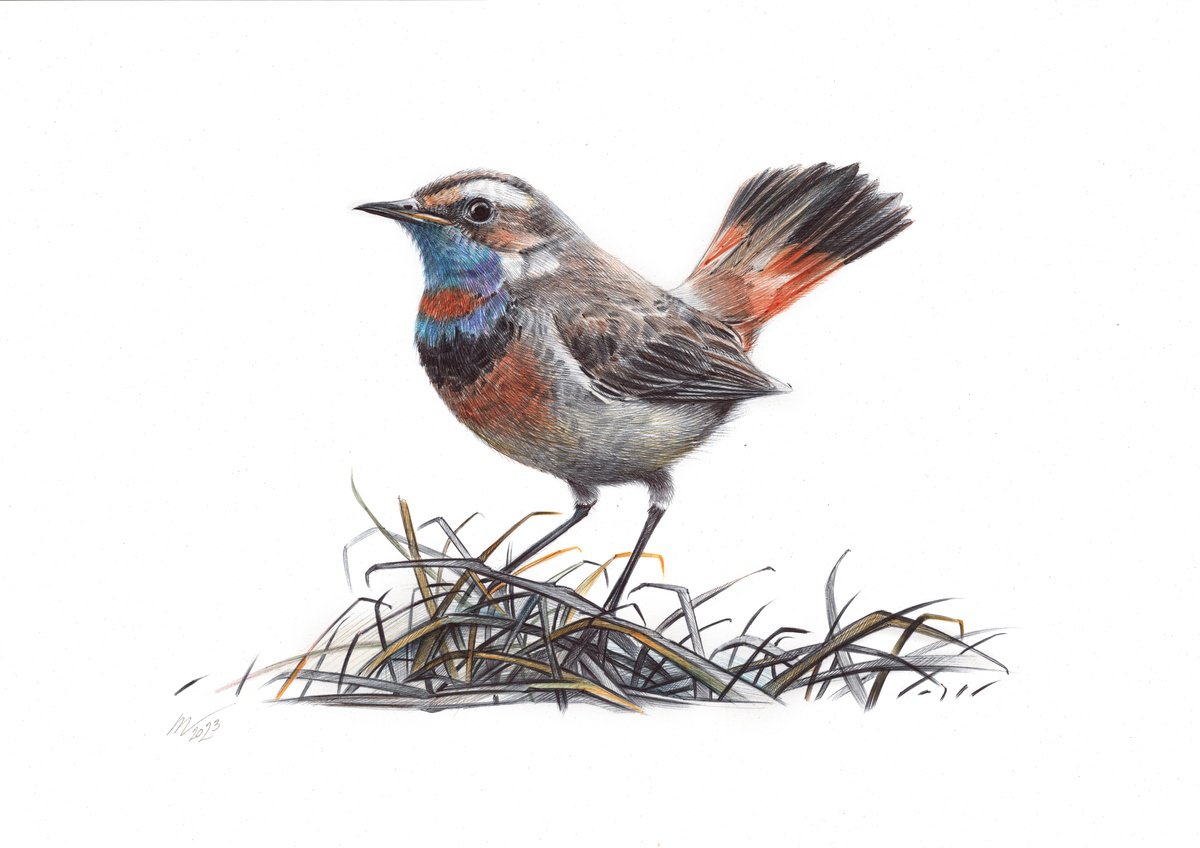Photorealistic Animal Drawing By Daria Maier, 13 X 9, Bluethroat, Original Artwork