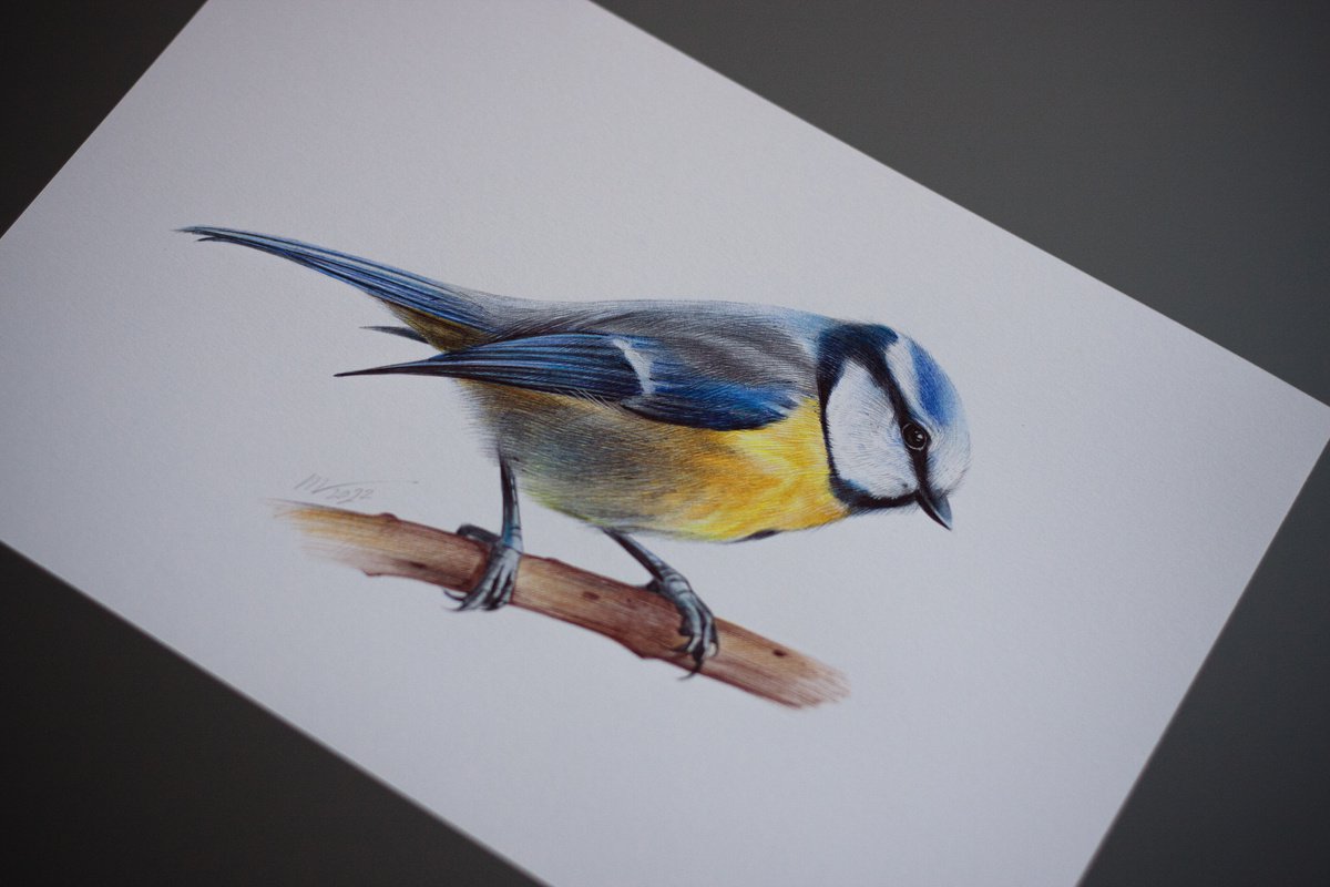 Blue tit miniature. Bird art. Painting by Pola K