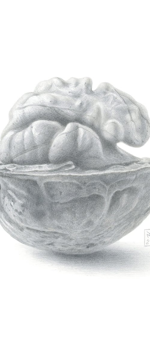 Walnut, Resting by Yuliia Moiseieva