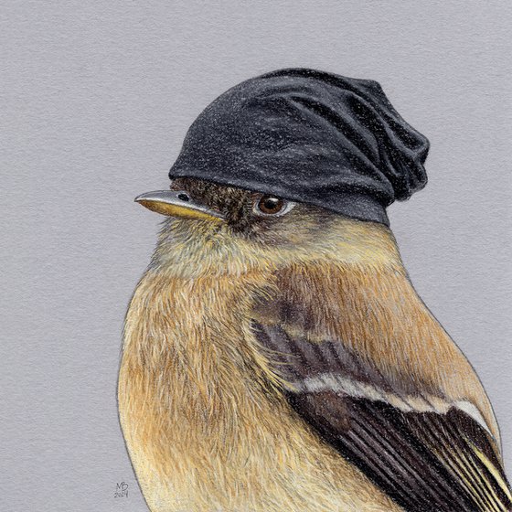 Black-capped flycatcher