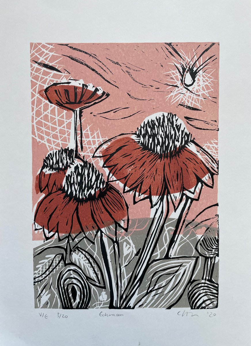 Echinacea by C Staunton
