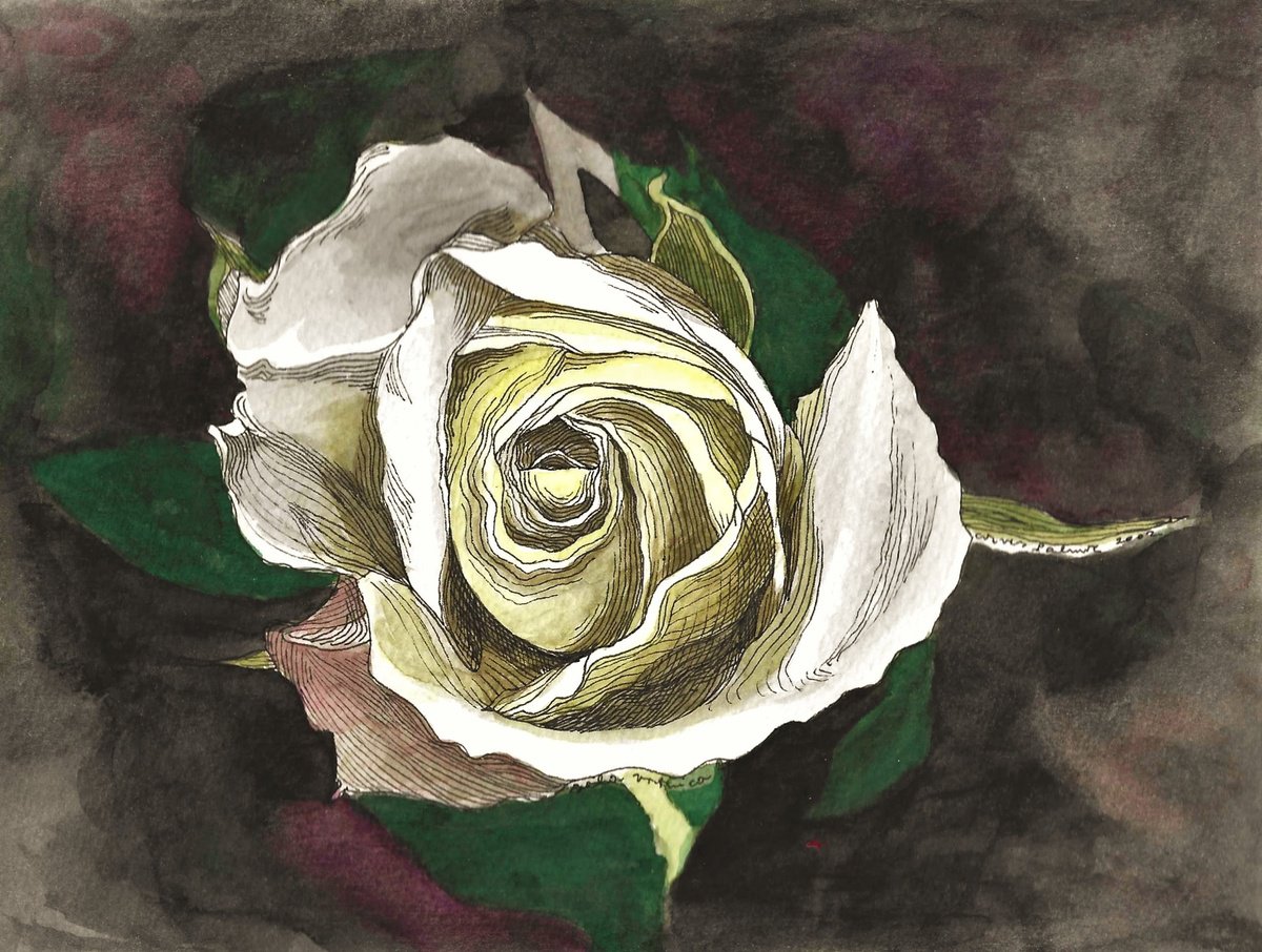 WHITE ROSE II by Nives Palmic