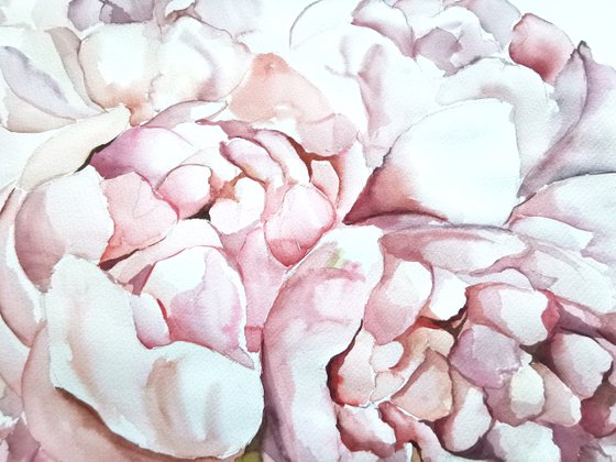 Peonies drawing on paper, Flowers painting