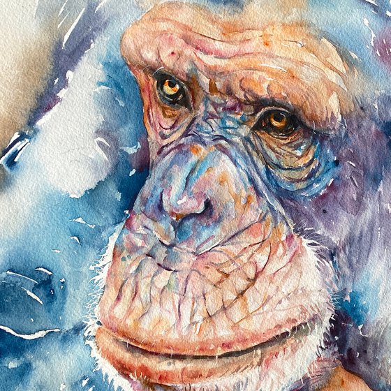 Silent Thoughts_Chimpanzee Portrait