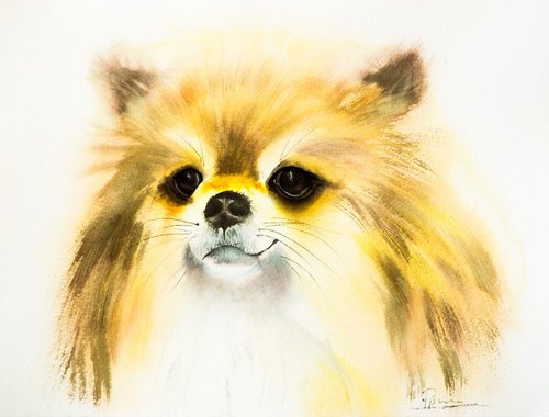 Pomeranian  - watercolor Painting by Olga Shefranov (Tchefranov)