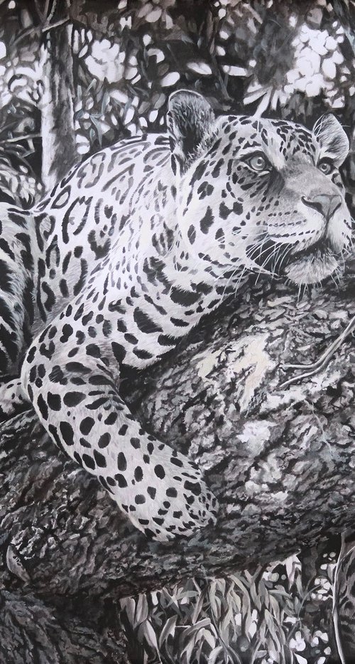 On the lookout,young Jaguar by Julian Wheat