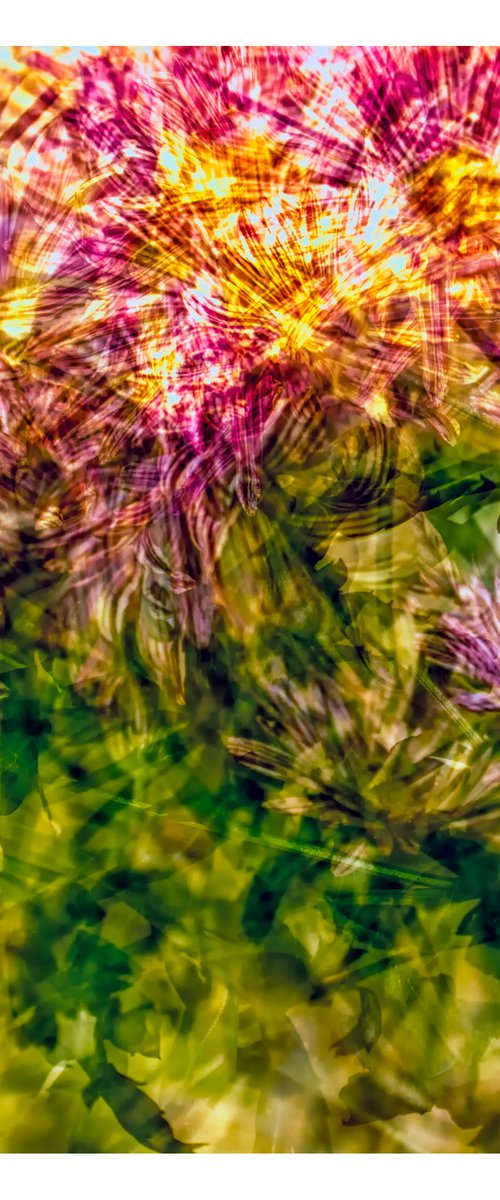 Abstract Flowers #7. Limited Edition 1/25 12x12 inch Photographic Print. by Graham Briggs