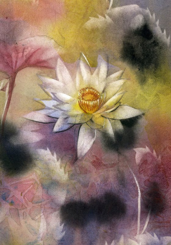 waterlily at the pond