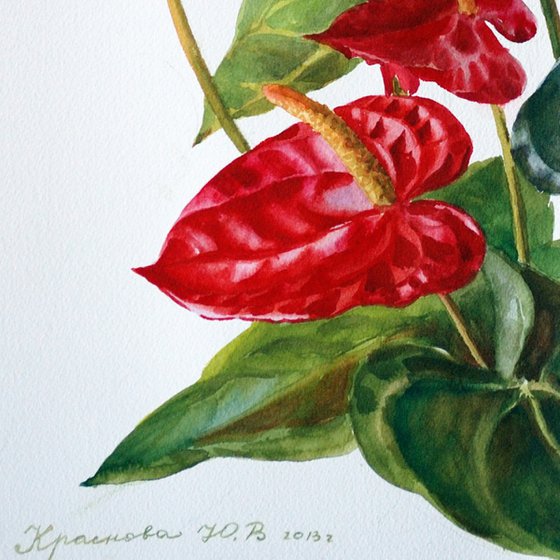 Anthurium