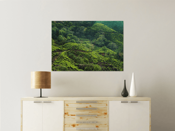 Tea plantation - Landscape photography