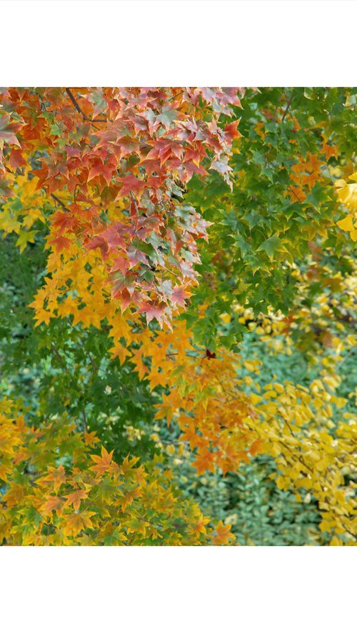 Photography - Autumn Colors #1 by Yuan Hua Jia