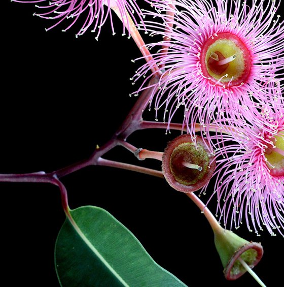 Eucalyptus Summer Beauty