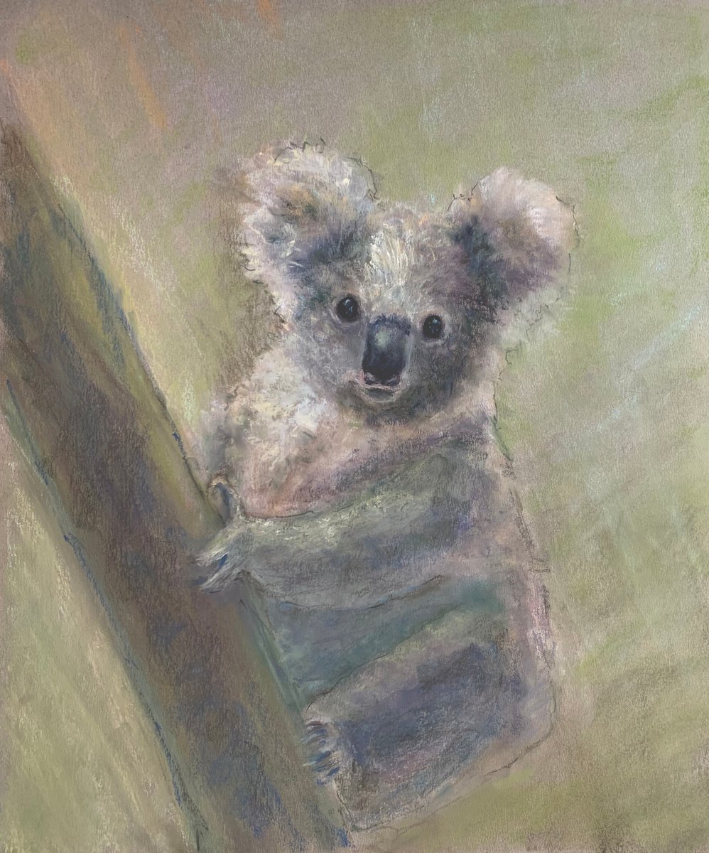 BABY KOALA- SOFT PASTEL ON PAPER, home decor, GIFT IDEA, childrens room, African painting by Tatsiana Ilyina