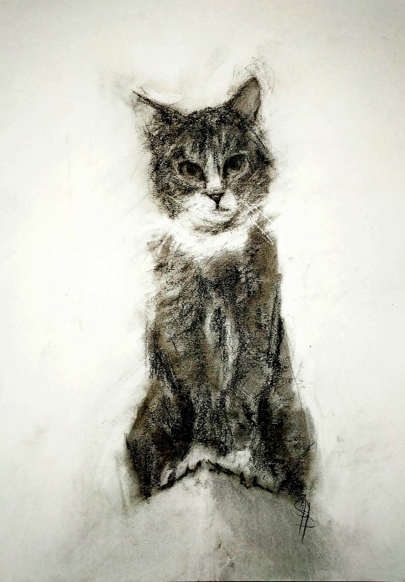 Impressionistic Animal Charcoal Drawing By Sbboursot, 8 X 12", On Top Of The Cupboard, Original Artwork