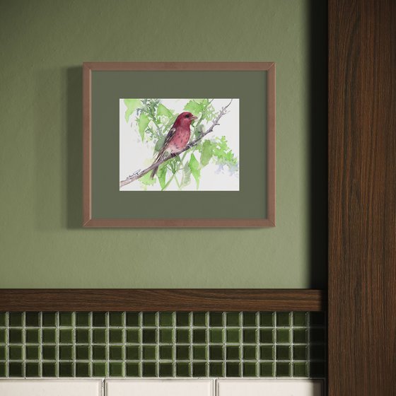 House Finch Bird