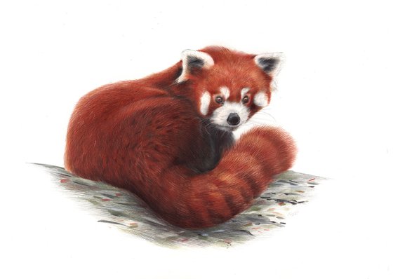 Red Panda Portrait