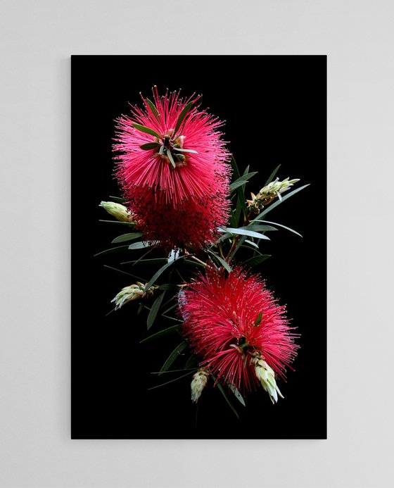 Red Bottlebrush