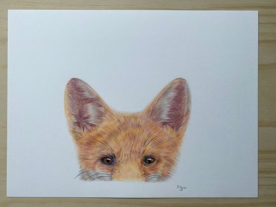 The shy fox