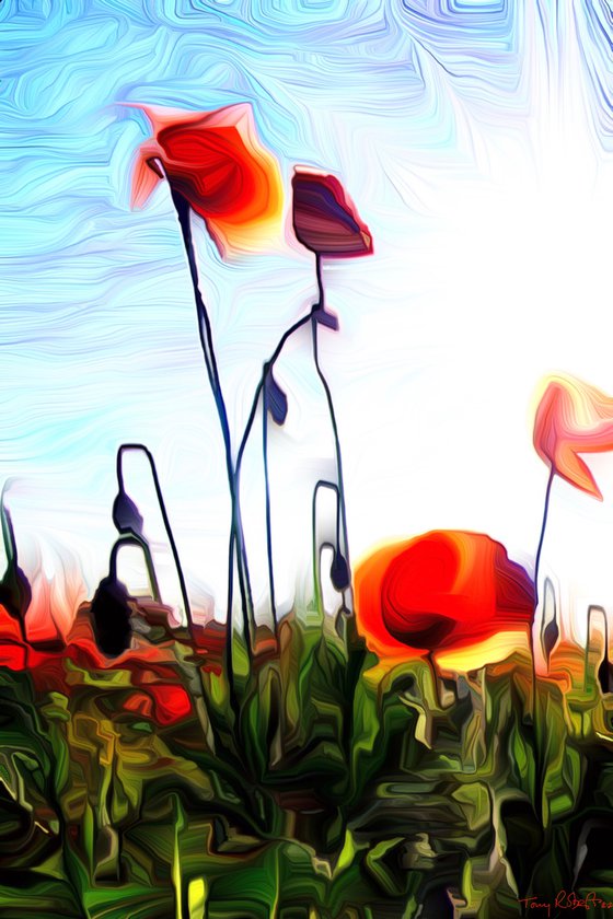 Poppy fields