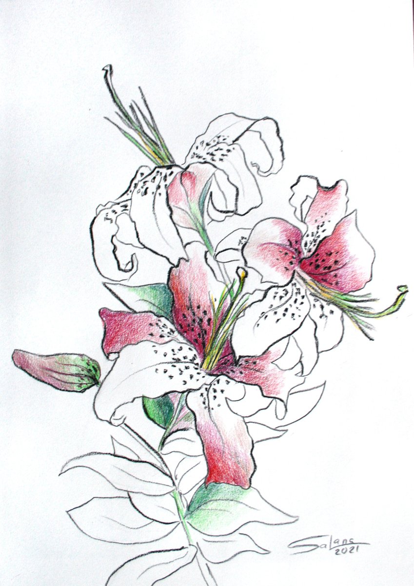 Botanical Pencil Drawing By Salana Art / Svetlana Samovarova, 12 X 17", Tiger Lilies 05, Original Artwork