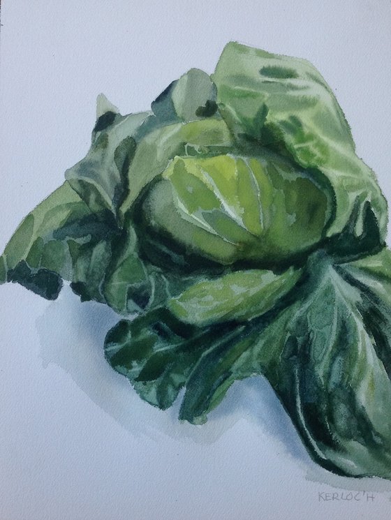 Cabbage #1 2022