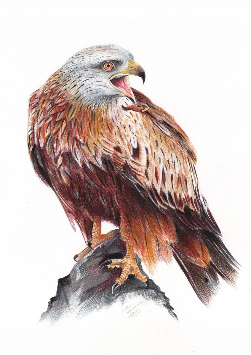 Photorealistic Animal Drawing By Daria Maier, 9 X 13, Red Kite, Original Artwork