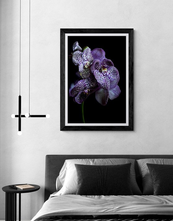 Midnight Black Vanda Orchids