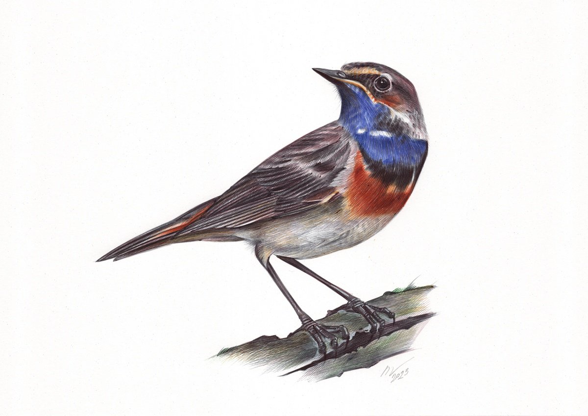 Bluethroat (Realistic Ballpoint Pen Bird Portrait) by Daria Maier