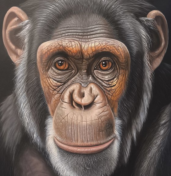 The Gaze of Chimpanzee