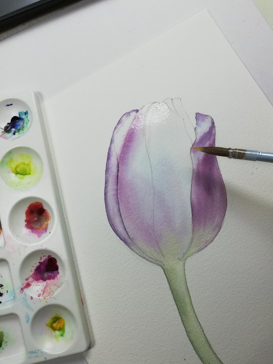 Lilac tulip