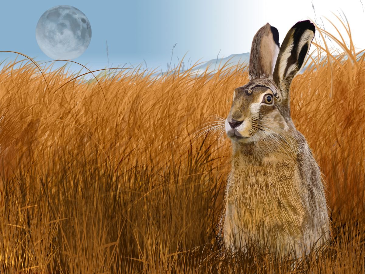 Hare in Grasslands by Nigel Follett