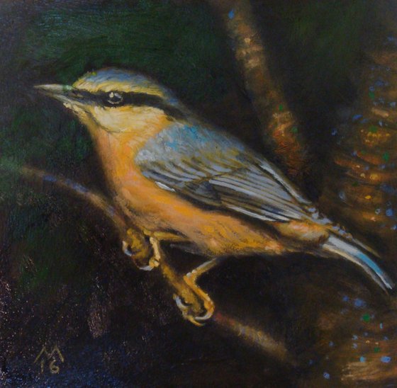 Nuthatch