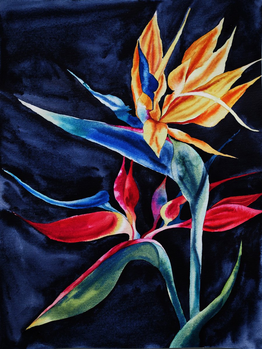 Impressionistic Botanical Watercolour By Delnara El, 12 X 16, Strelitzia On Black-Velvet, Original Artwork