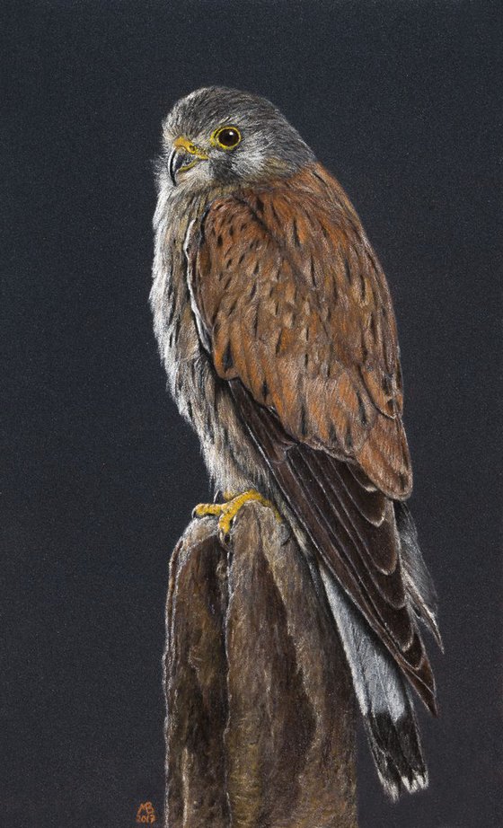 Original pastel drawing "Common buzzard and Common kestrel" (diptych)