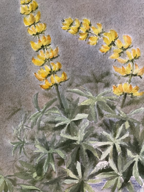 Whispers of wild lupines,