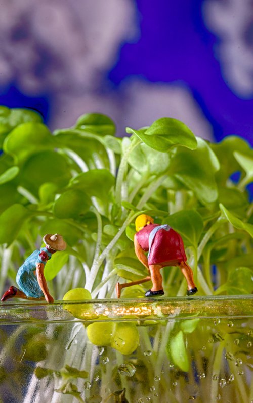 Cress Harvest by Marc Ehrenbold