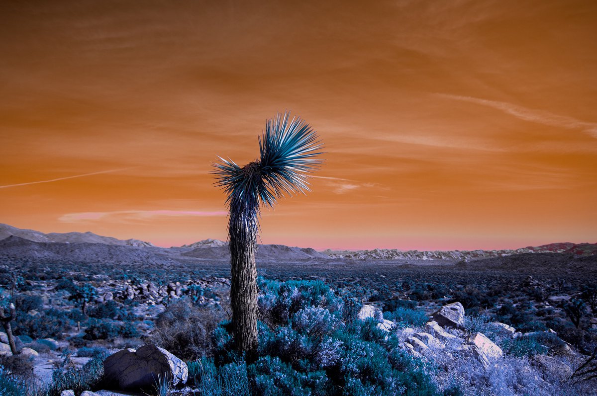 Mojave Desert Scenes I by Mark Hannah