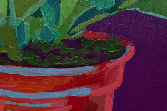 Holiday cactus