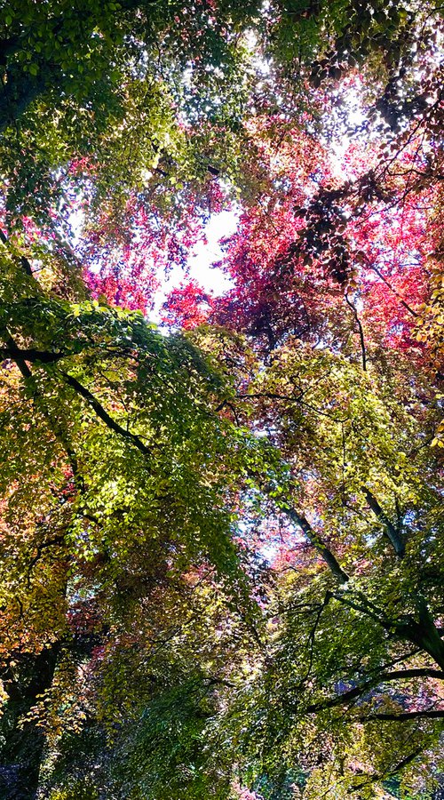 Impressionistic Spring Canopy by Alex Cassels