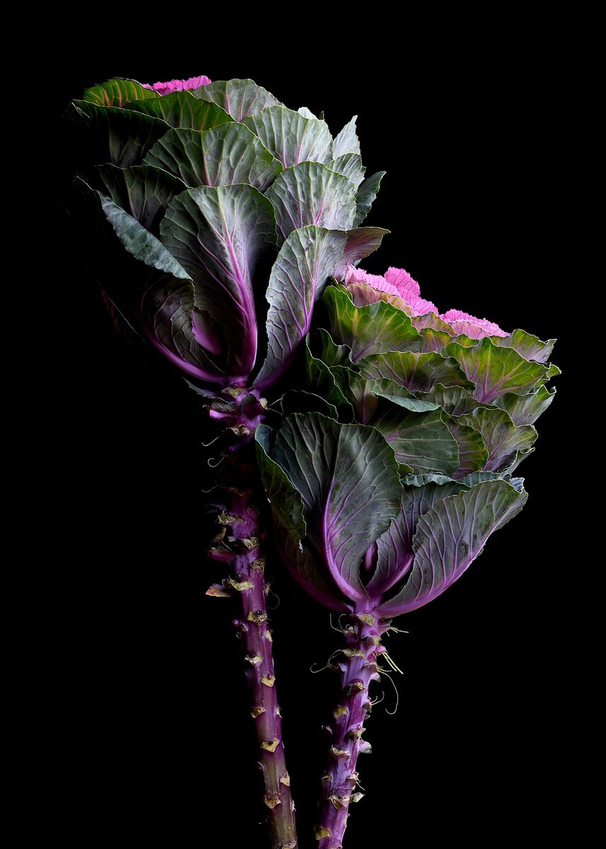Photorealistic Botanical Photograph By Nadia Culph, 20 X 28", Flowering Kale, Original Artwork