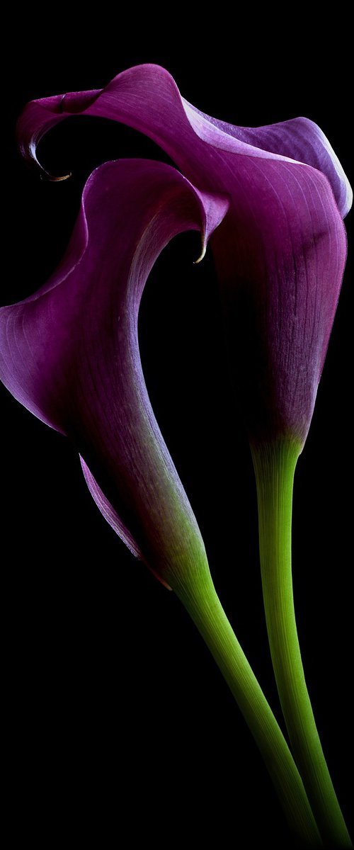 Grape Velvet Calla Lilies by Nadia Culph
