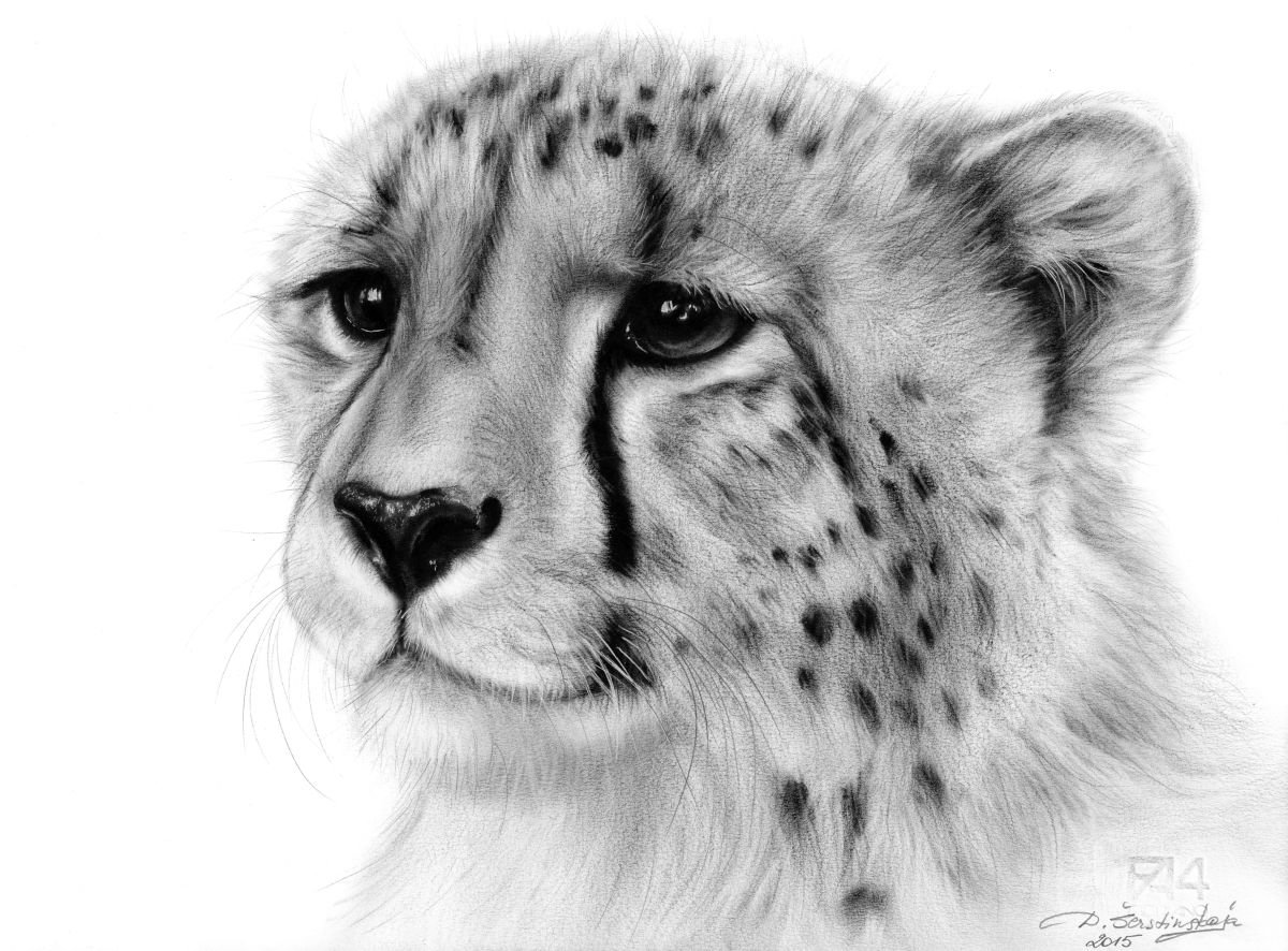 Cheetah Oil painting by Danguole Serstinskaja | Artfinder