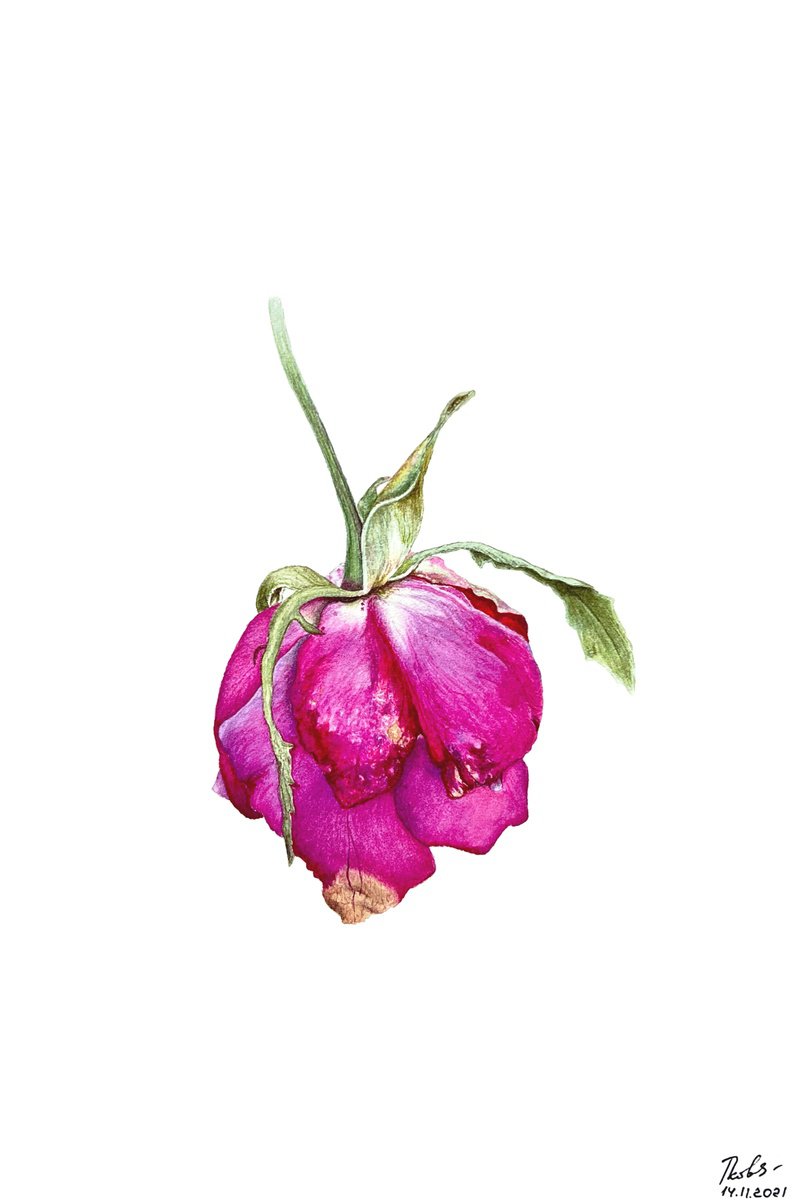 Photorealistic Botanical Watercolour By Tetiana Kovalova, 6 X 9", Faded Rose, Original Artwork