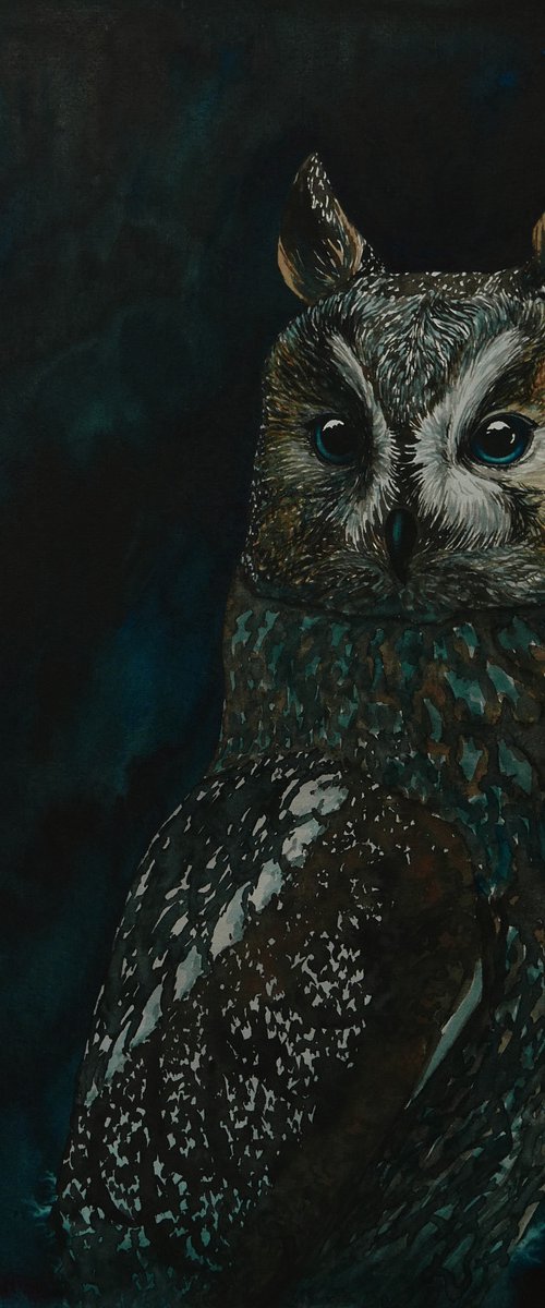 Night owl by Karina Danylchuk